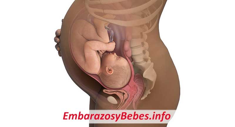 Posición Intrauterina Y Los Movimientos Del Bebé
