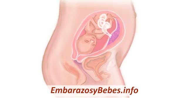 Semana 22 de Embarazo